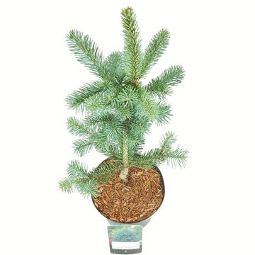 Abies lasiocarpa 'Compacta'