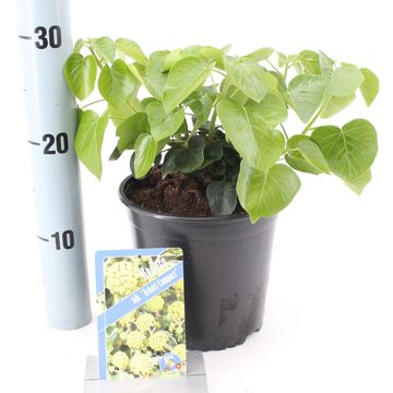 Hedera hibernica 'Arbori Compact'