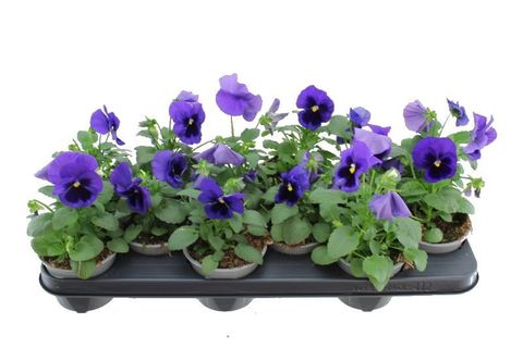 Viola x wittrockiana DELTA F1 BLUE WITH BLOTCH