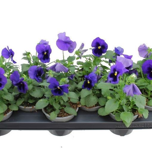 Viola x wittrockiana DELTA F1 BLUE WITH BLOTCH