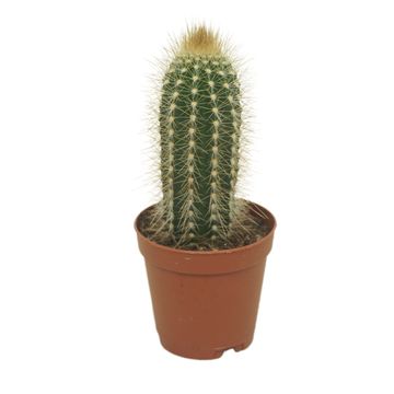 Pilosocereus chrysostele