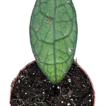 Hoya clemensiorum DARK LEAF