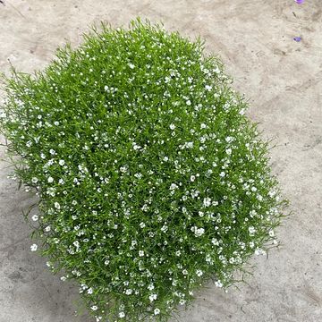 Gypsophila muralis 'Gypsy'