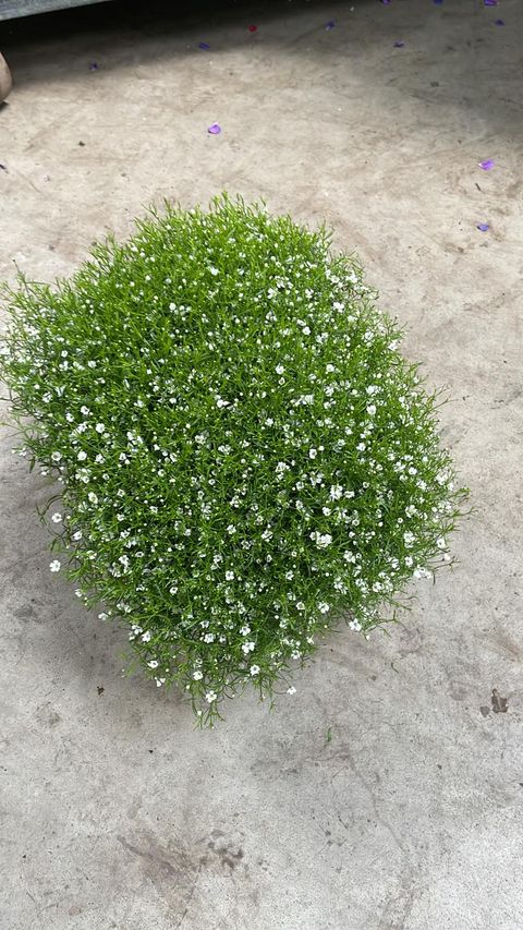 Gypsophila muralis 'Gypsy'