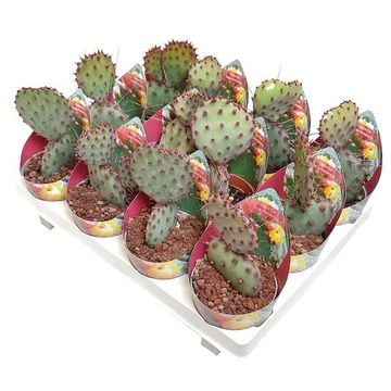 Opuntia macrocentra