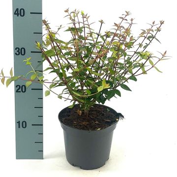 Abelia x grandiflora 'Sherwood'