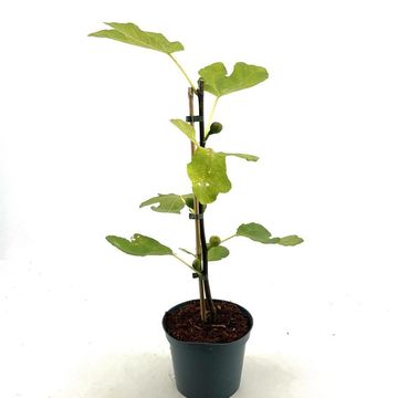 Ficus carica LITTLE MISS FIGGY