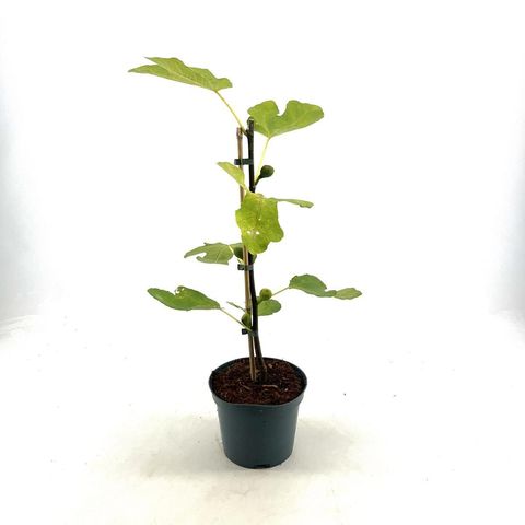 Ficus carica LITTLE MISS FIGGY