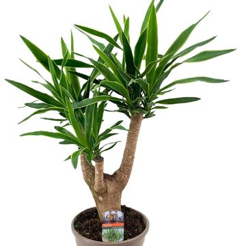 Yucca elephantipes 'Puck'