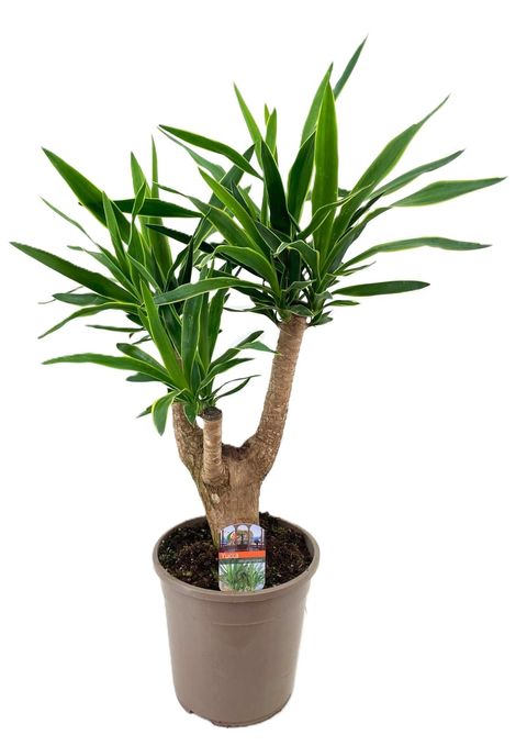 Yucca elephantipes 'Puck'