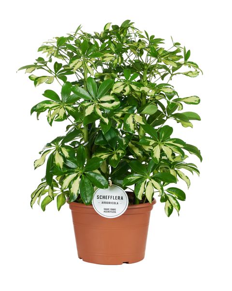 Schefflera arboricola 'Gerda'