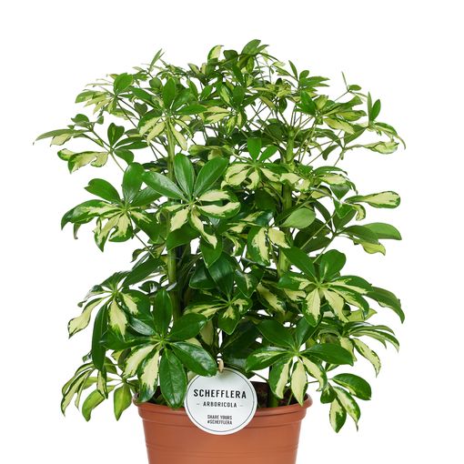 Schefflera arboricola 'Gerda'