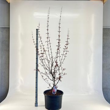 Acer palmatum 'Skeeter's Broom'