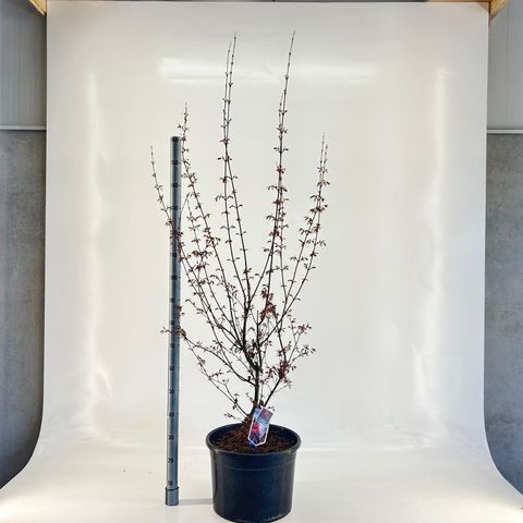 Acer palmatum 'Skeeter's Broom'