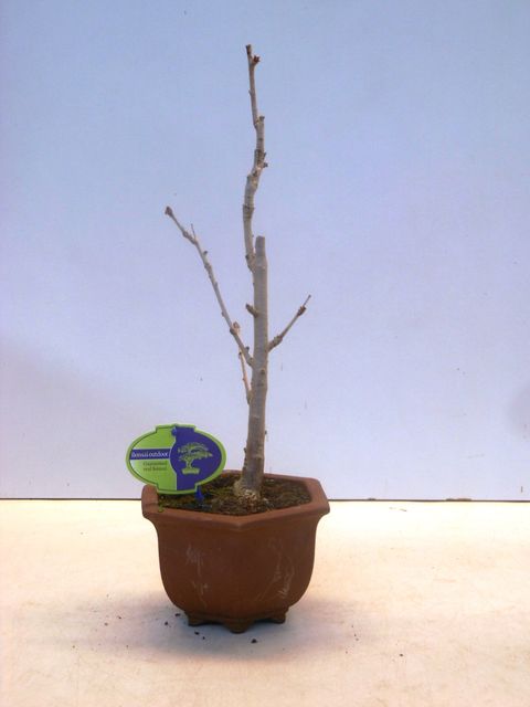 Ginkgo biloba
