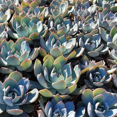 Echeveria subsessilis