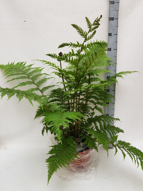 Cyathea cooperi