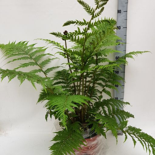 Cyathea cooperi