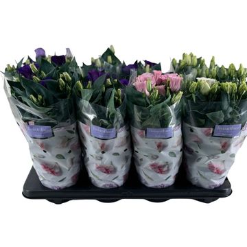 Eustoma grandiflorum JULIETTA MIX