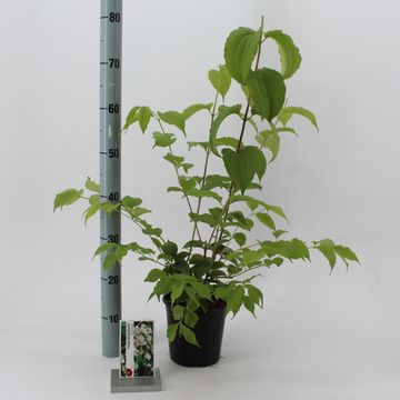 Heptacodium miconioides