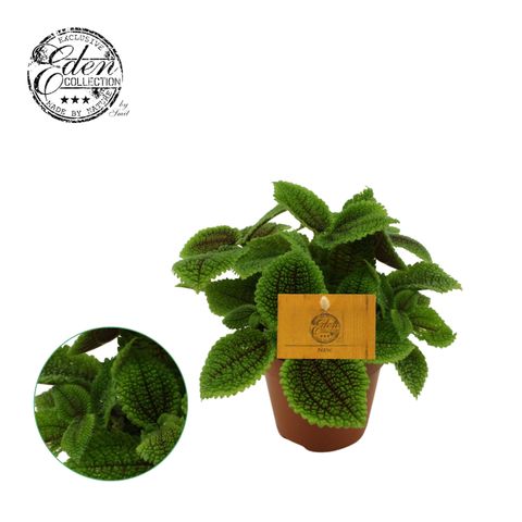 Pilea involucrata 'Moon Valley'