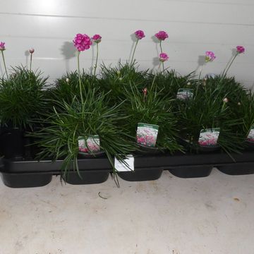 Armeria maritima 'Armada Rose'
