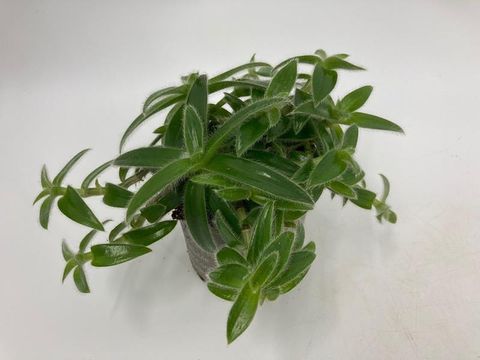 Cyanotis somaliensis