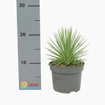 Agave stricta 'Nana'