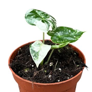 Alocasia micholitziana 'Frydek Variegata'