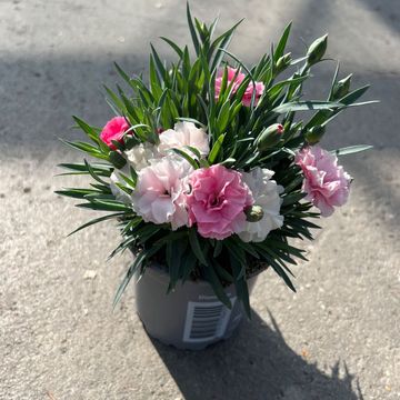 Dianthus I LOVE U