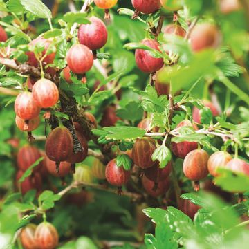 Ribes uva-crispa 'Captivator'