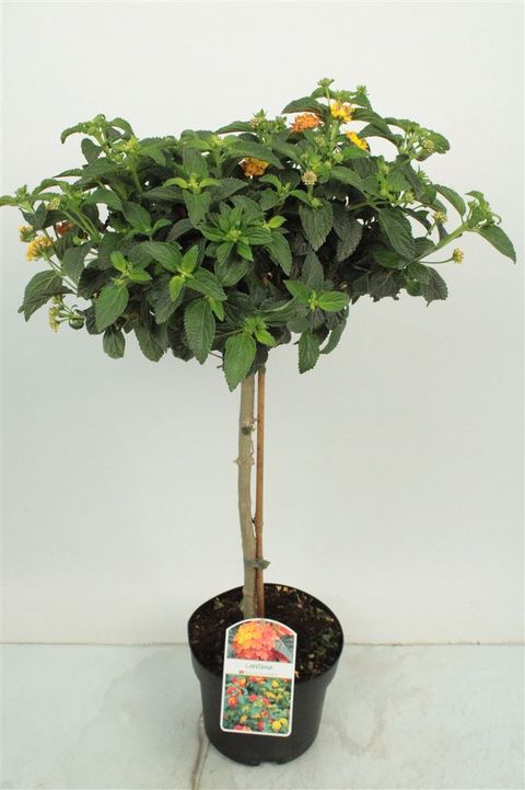 Lantana 'Silves Compact'