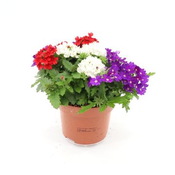 Verbena MIX IN POT