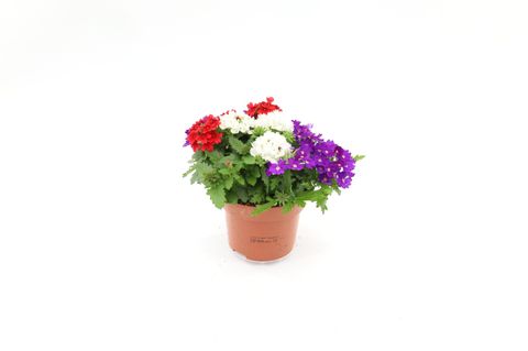 Verbena MIX IN POT
