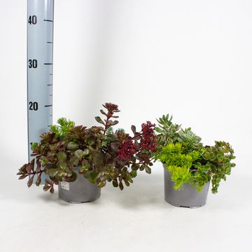 Sedum MIX IN POT