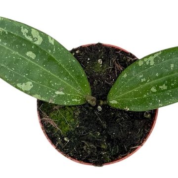 Hoya sp Loei