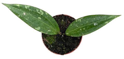 Hoya sp Loei
