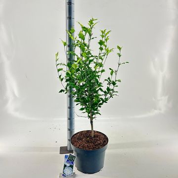 Hibiscus syriacus FLOWER TOWER WHITE
