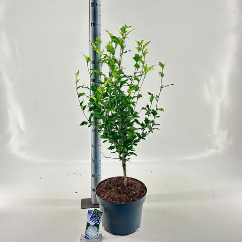 Hibiscus syriacus FLOWER TOWER WHITE