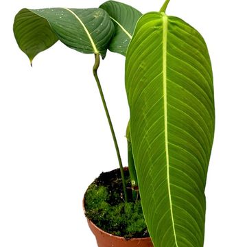 Filodendron heterocraspedon