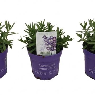 Lavandula x intermedia 'Edelweiss'