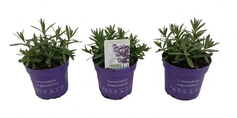 Lavandula x intermedia 'Edelweiss'