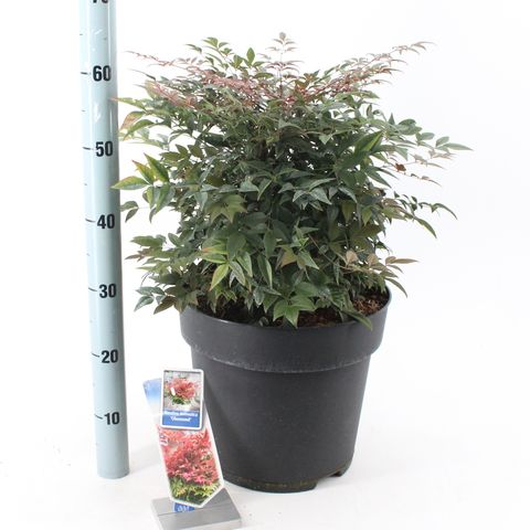 Nandina domestica OBSESSED