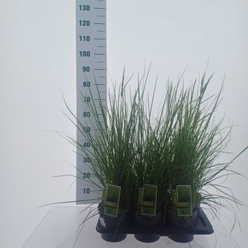 Sesleria 'Greenlee'