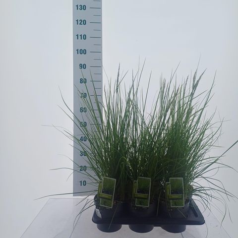 Sesleria 'Greenlee'