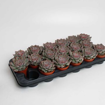 Echeveria pulidonis 'Deremensis'