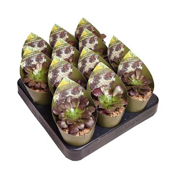 Aeonium arboreum 'Atropurpureum'