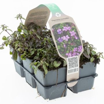 Saponaria ocymoides