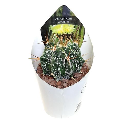 Astrophytum ornatum