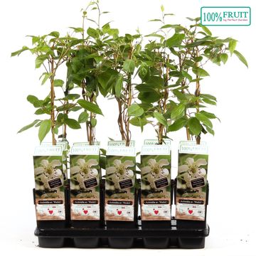 Actinidia arguta 'Weiki'